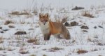 Lis, lis pospolity, lis rudy (Vulpes vulpes)