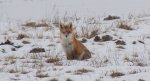 Lis, lis pospolity, lis rudy (Vulpes vulpes)
