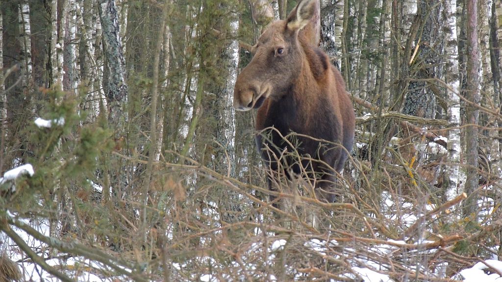Łoś (Alces alces)