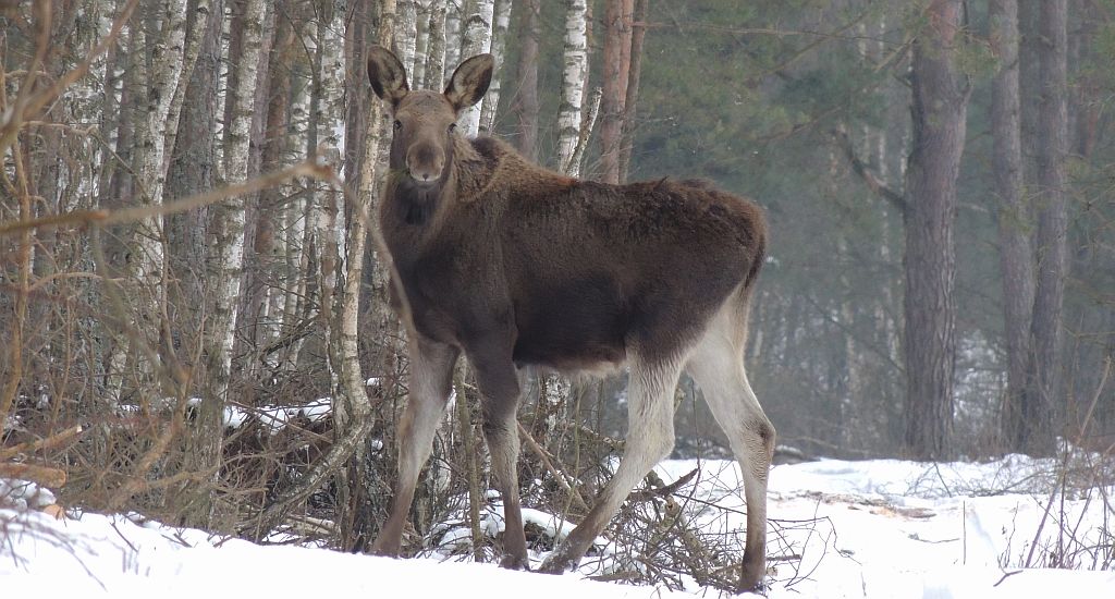 Łoś (Alces alces)