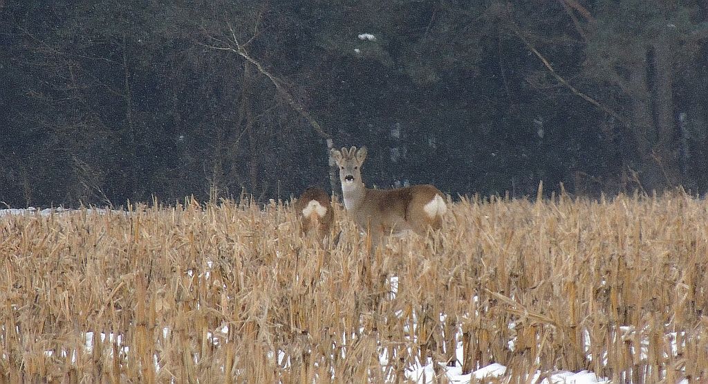 Sarna, sarna europejska (Capreolus capreolus)