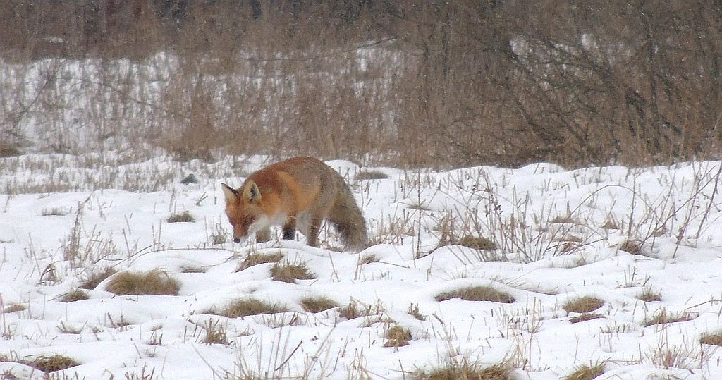Lis, lis pospolity, lis rudy (Vulpes vulpes)