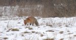 Lis, lis pospolity, lis rudy (Vulpes vulpes)