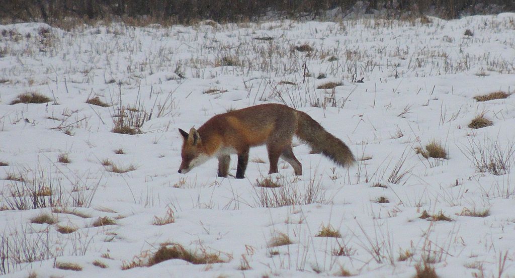 Lis, lis pospolity, lis rudy (Vulpes vulpes)