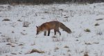 Lis, lis pospolity, lis rudy (Vulpes vulpes)