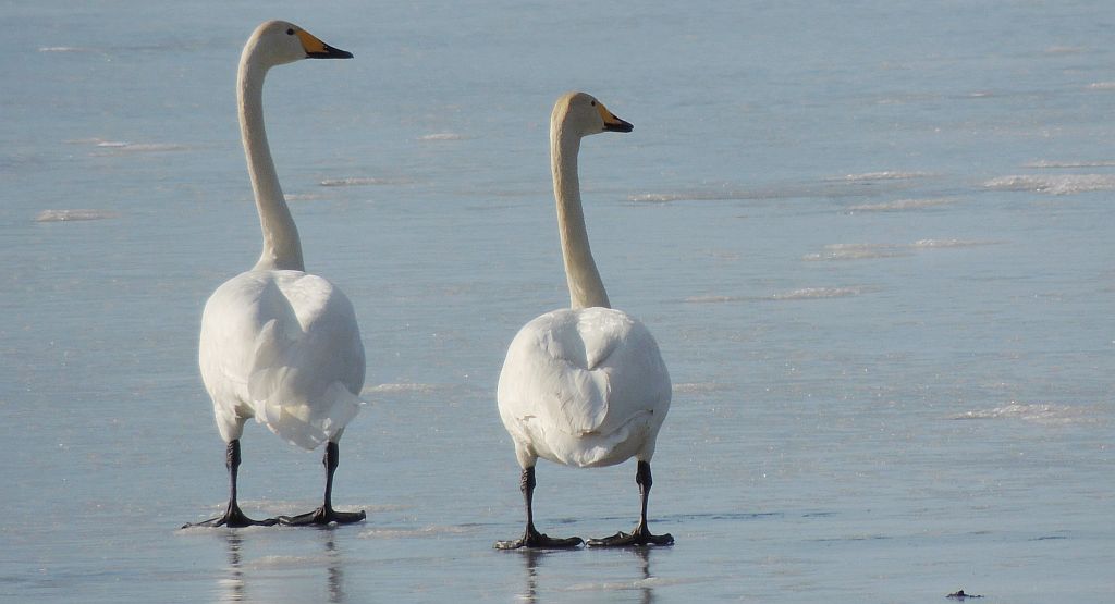 Łabędź krzykliwy (Cygnus cygnus)