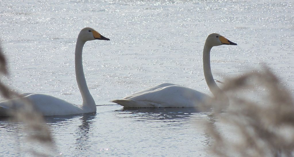 Łabędź krzykliwy (Cygnus cygnus)