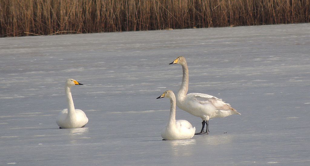 Łabędź krzykliwy (Cygnus cygnus)