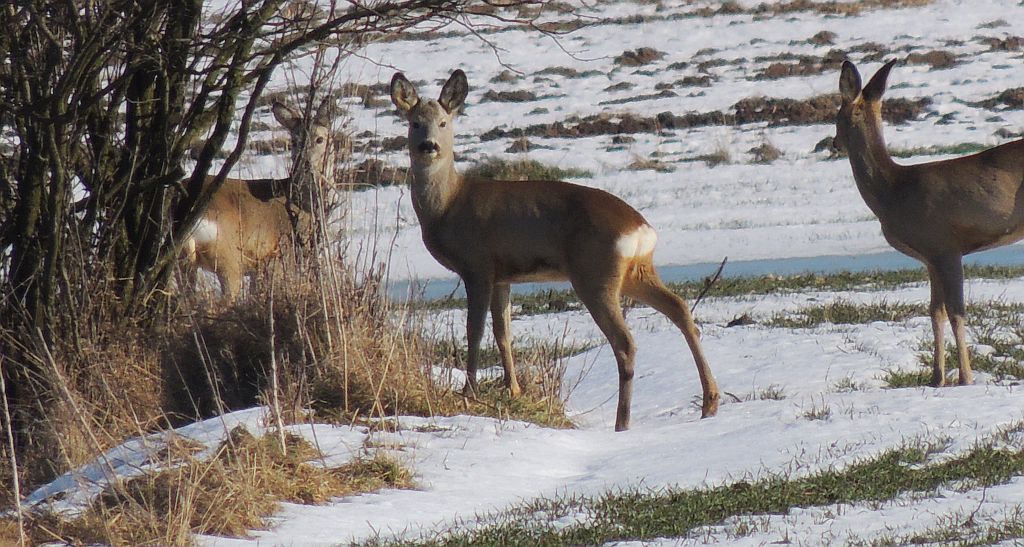 Sarna, sarna europejska (Capreolus capreolus)