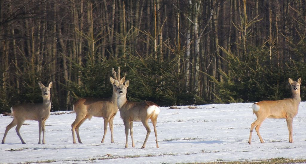 Sarna, sarna europejska (Capreolus capreolus)
