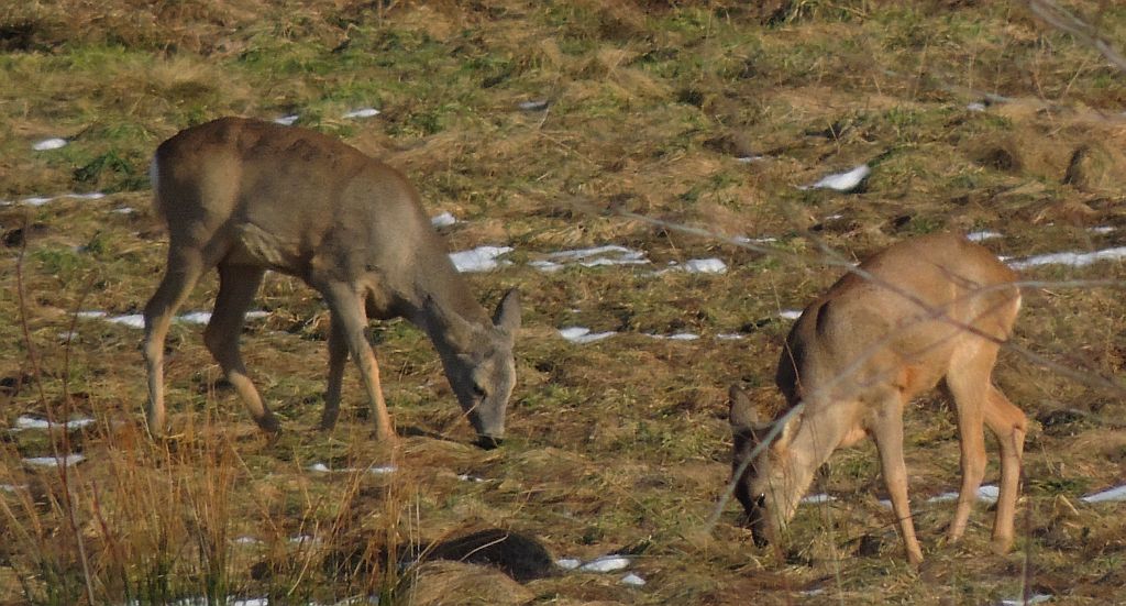 Sarna, sarna europejska (Capreolus capreolus)