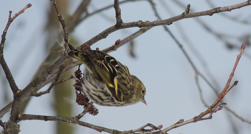 Czyż (Carduelis spinus)