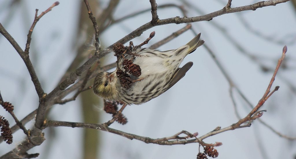 Czyż (Carduelis spinus)