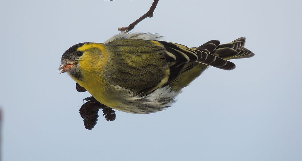 Czyż (Carduelis spinus)