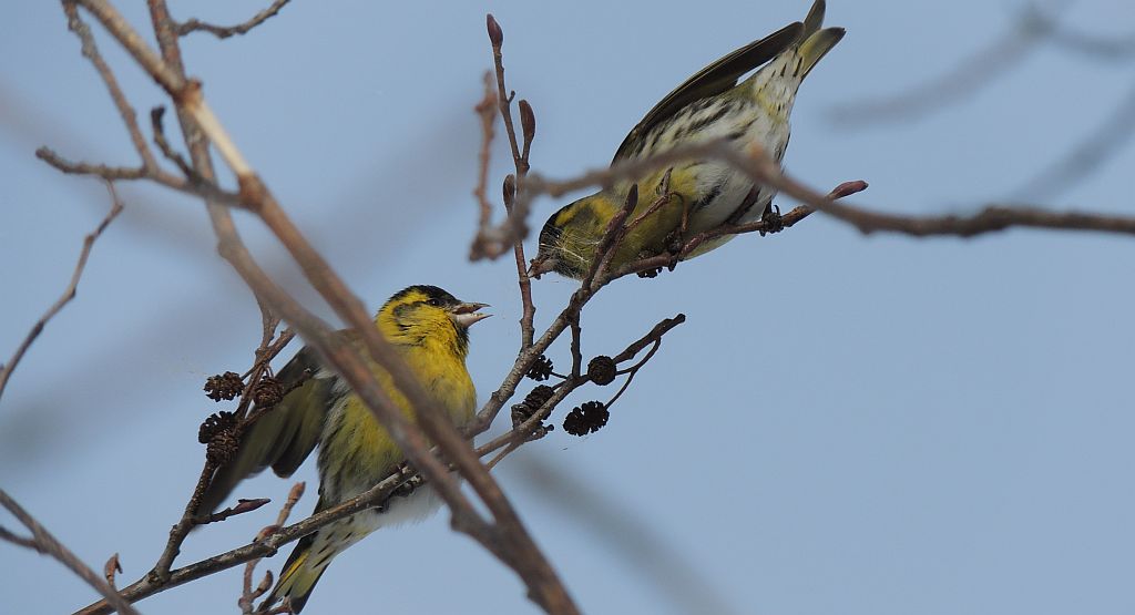Czyż (Carduelis spinus)