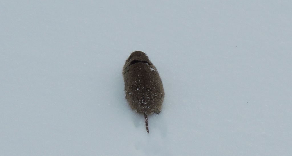 Nornik zwyczajny, nornik polny, polnik (Microtus arvalis)