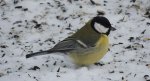Sikora bogatka (Parus major)