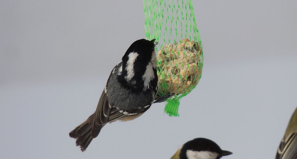 Sosnówka, sikora sosnówka (Periparus ater)
