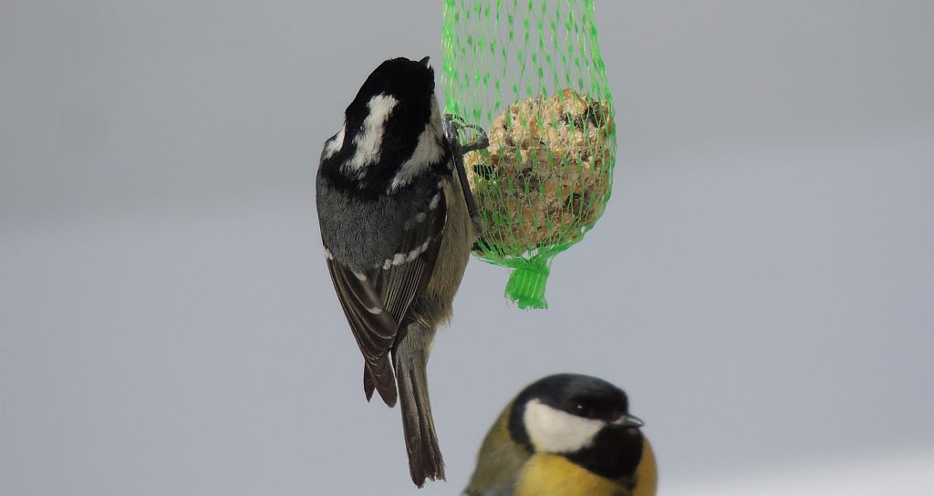 Sosnówka, sikora sosnówka (Periparus ater)
