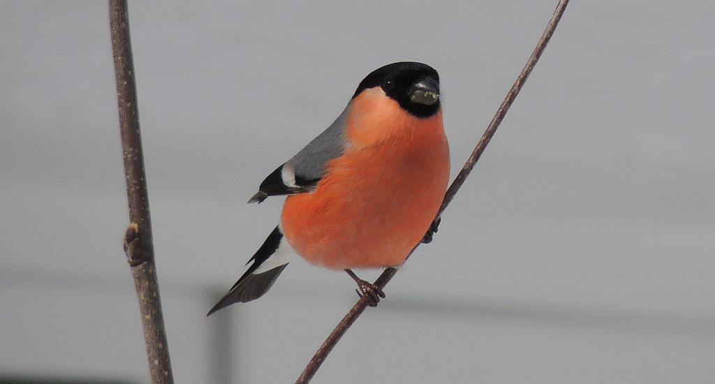 Gil (Pyrrhula pyrrhula)