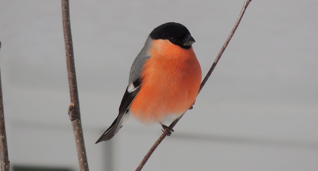 Gil (Pyrrhula pyrrhula)