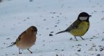 Zięba zwyczajna (Fringilla coelebs) i sikora bogatka (Parus major)