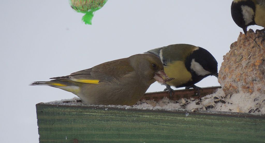 Dzwoniec, dzwoniec zwyczajny (Chloris chloris)