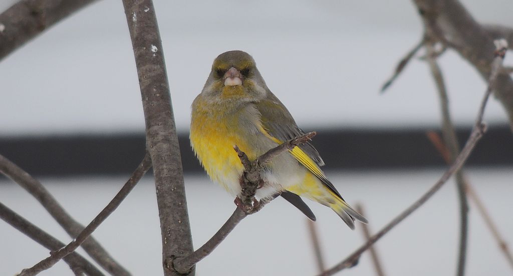 Dzwoniec, dzwoniec zwyczajny (Chloris chloris)