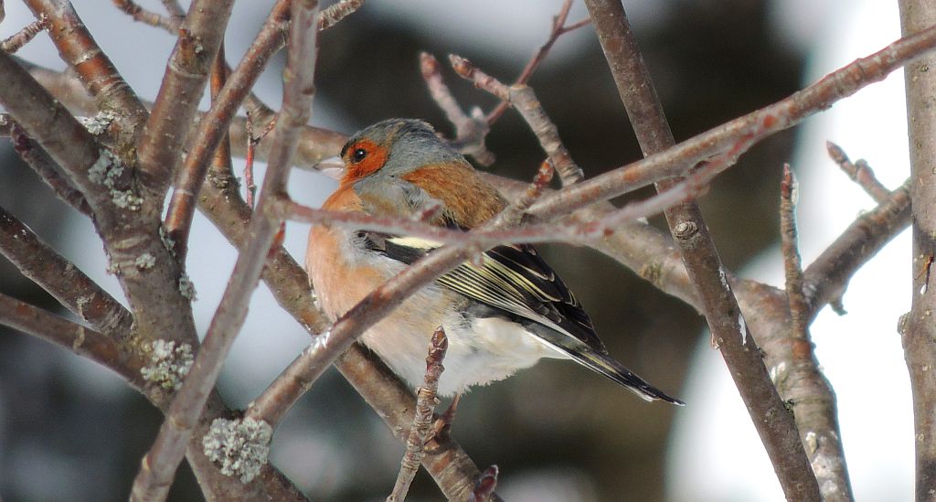 Zięba zwyczajna (Fringilla coelebs)