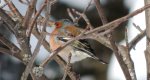 Zięba zwyczajna (Fringilla coelebs)