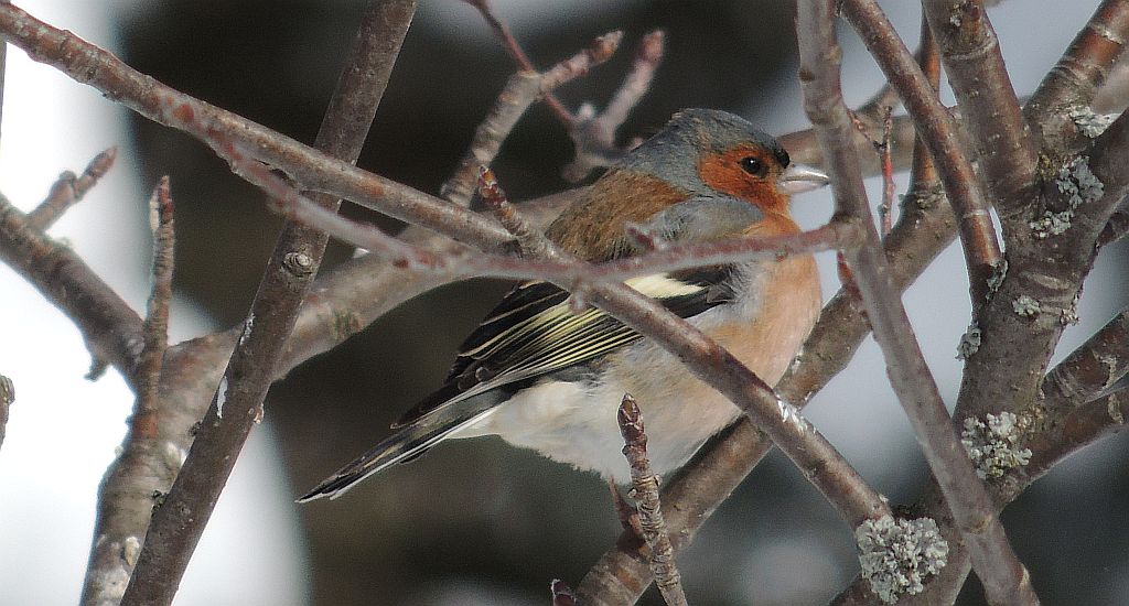 Zięba zwyczajna (Fringilla coelebs)