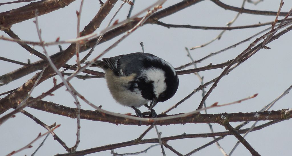 Sosnówka, sikora sosnówka (Periparus ater)