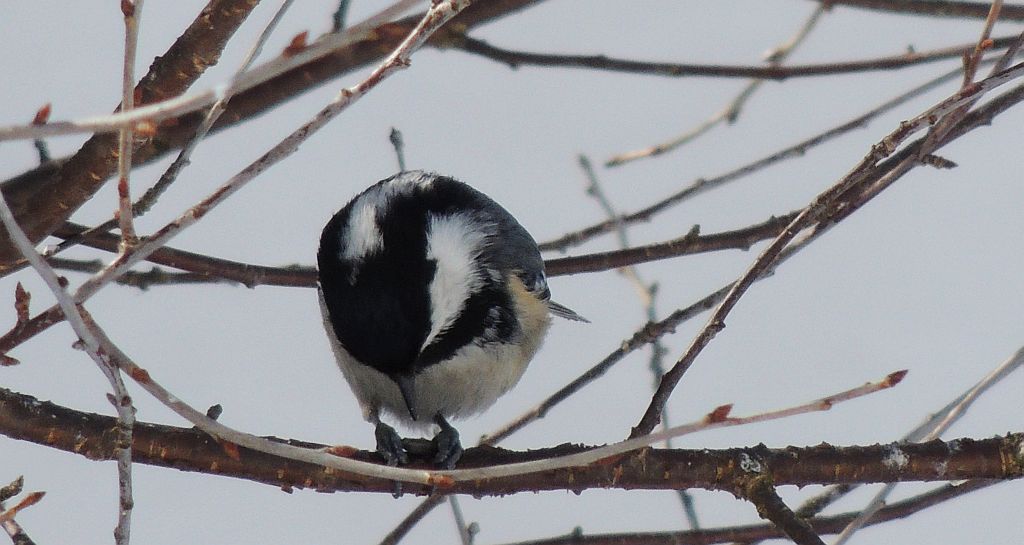 Sosnówka, sikora sosnówka (Periparus ater)