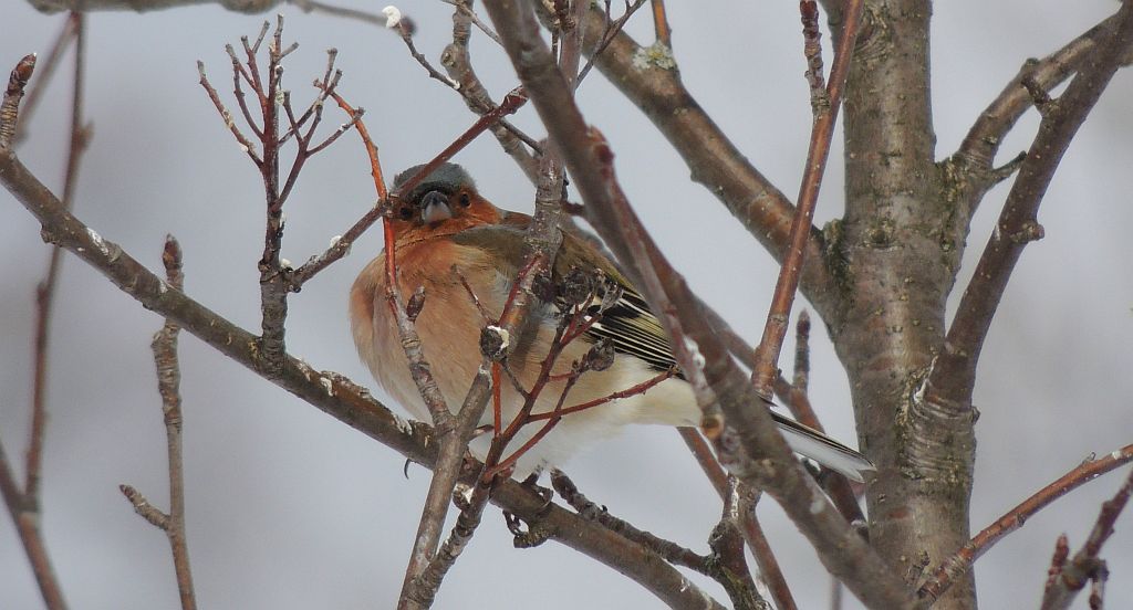 Zięba zwyczajna (Fringilla coelebs)