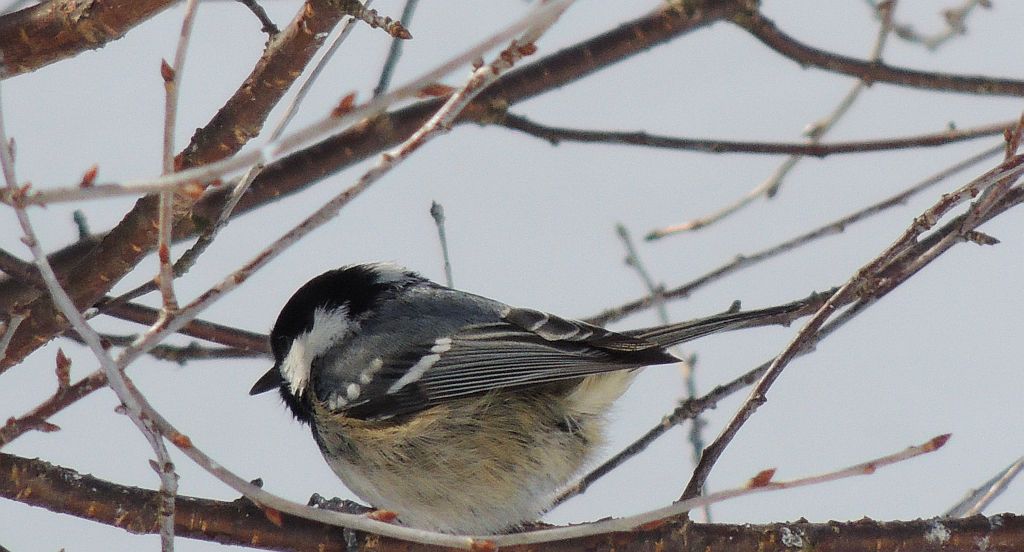 Sosnówka, sikora sosnówka (Periparus ater)