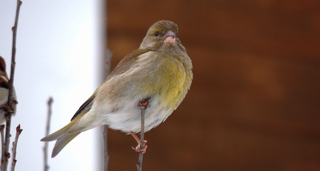 Dzwoniec, dzwoniec zwyczajny (Chloris chloris)