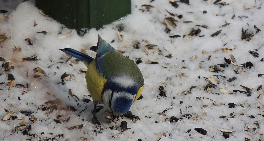 Modraszka zwyczajna, modraszka, sikora modra (Cyanistes caeruleus)