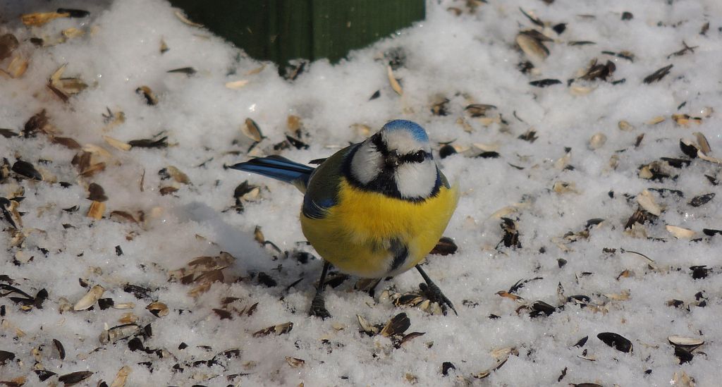 Modraszka zwyczajna, modraszka, sikora modra (Cyanistes caeruleus)