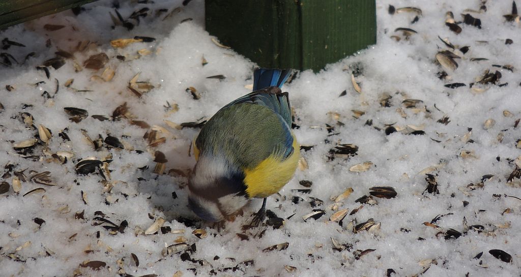 Modraszka zwyczajna, modraszka, sikora modra (Cyanistes caeruleus)