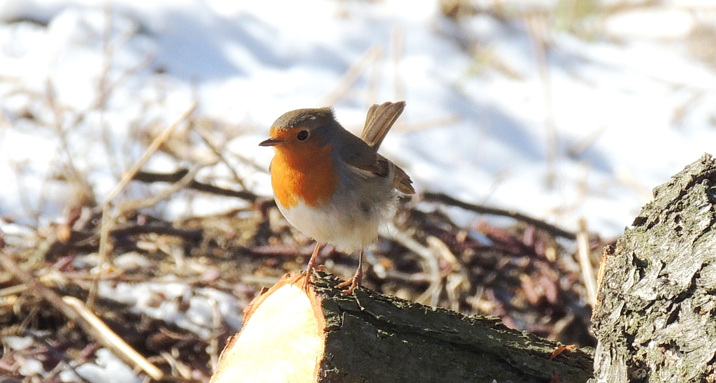 Rudzik, rudzik zwyczajny, raszka (Erithacus rubecula)