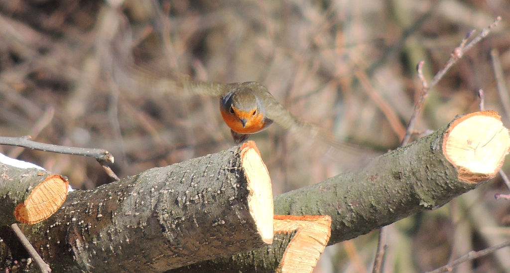 Rudzik, rudzik zwyczajny, raszka (Erithacus rubecula)