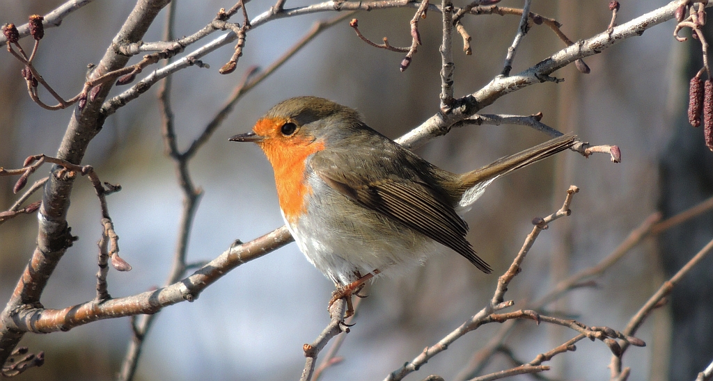 Rudzik, rudzik zwyczajny, raszka (Erithacus rubecula)
