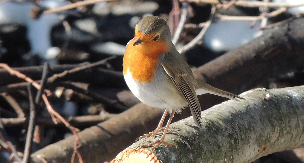 Rudzik, rudzik zwyczajny, raszka (Erithacus rubecula)