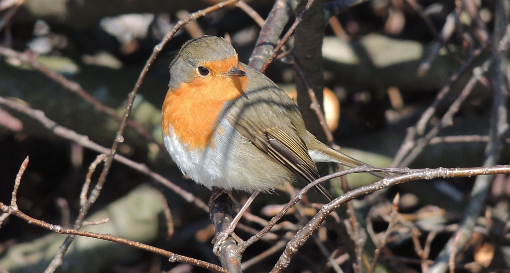 Rudzik, rudzik zwyczajny, raszka (Erithacus rubecula)