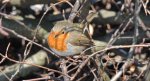 Rudzik, rudzik zwyczajny, raszka (Erithacus rubecula)