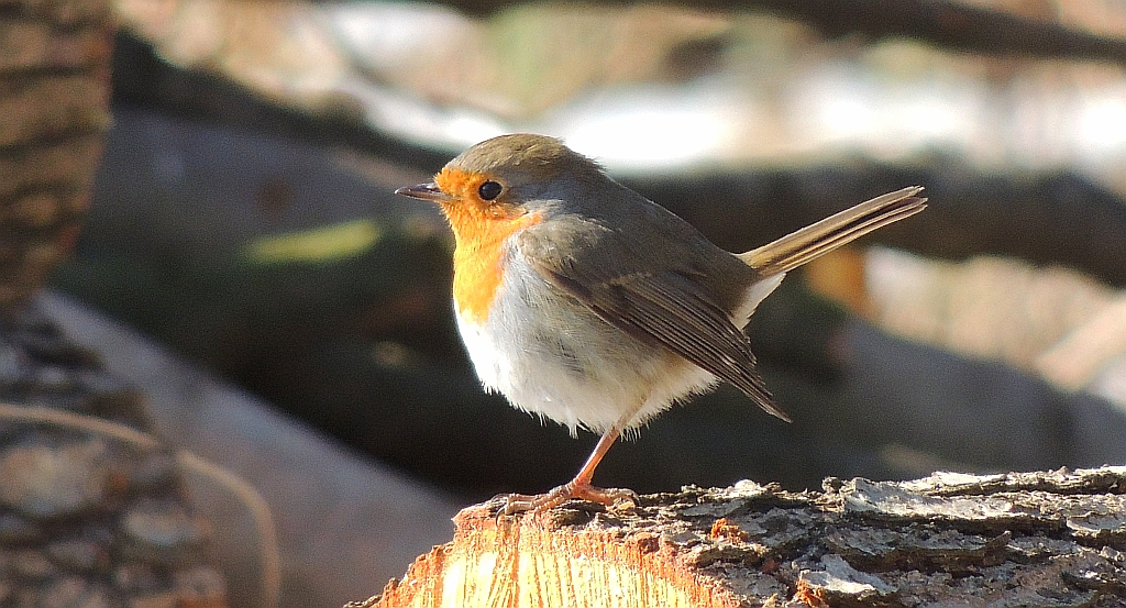 Rudzik, rudzik zwyczajny, raszka (Erithacus rubecula)