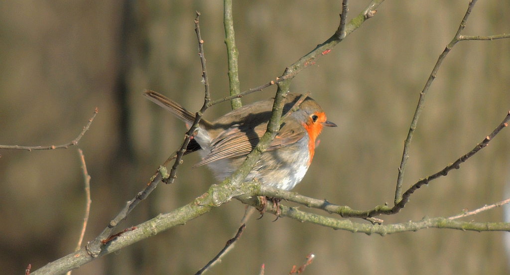 Rudzik, rudzik zwyczajny, raszka (Erithacus rubecula)