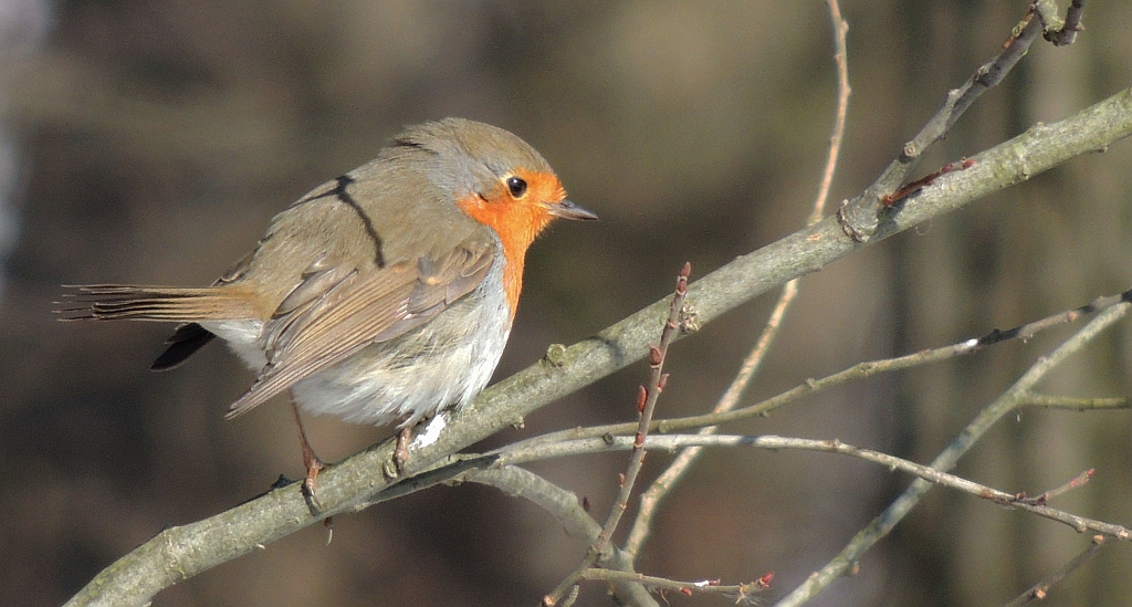 Rudzik, rudzik zwyczajny, raszka (Erithacus rubecula)