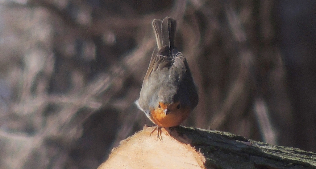 Rudzik, rudzik zwyczajny, raszka (Erithacus rubecula)