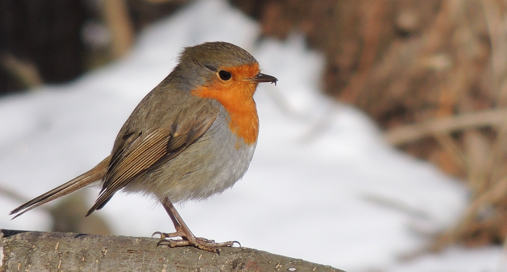 Rudzik, rudzik zwyczajny, raszka (Erithacus rubecula)